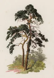 Trær: The Scotch Fir (farge litho)