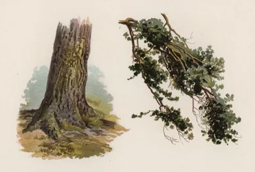 Trær: The Scotch Fir (farge litho)