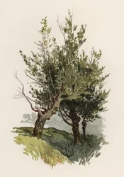Trær: Willow (farge litho)