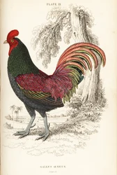 Bronsefarget hane fra Sumatra, Gallus aeneus