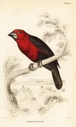 Crimson seedcracker, Pyrenestes sanguineus (Crimson nøtteknekker, Pirenestes sanguineus)