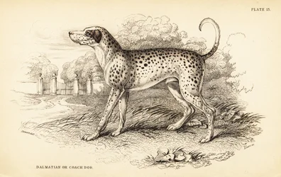 Dalmatinerhund eller trenerhund, Canis lupus familiaris