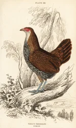 Hunn, grå junglefugl eller Sonnerats jungelfugl, Gallus sonneratii (Gallus sonnerati)