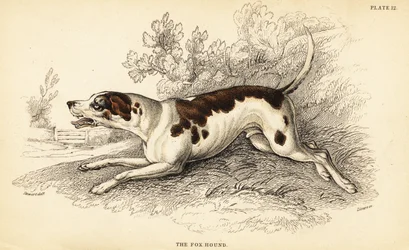 Revehund, Canis lupus familiaris