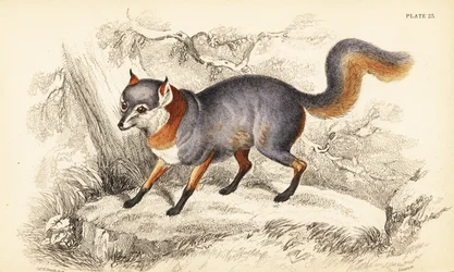 Grårev, Urocyon cinereoargenteus