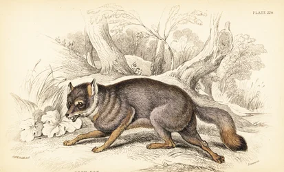 Grårev eller grårev, Urocyon cinereoargenteus (Vulpes cinereus)