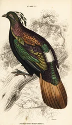 Himalaya monal, hann, Lophophorus impejanus