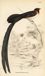 Langhalet paradisenke, Vidua paradisaea