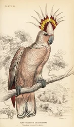 Major Mitchells kakadue, Lophochroa leadbeateri