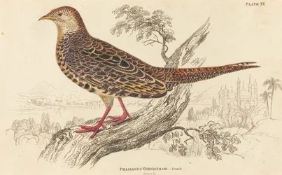 Phasianus Versicolor - Kvinne