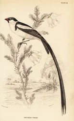 Spisshalet enke, Vidua macroura (rødnebbet enke, Vidua erythrorhynchus)