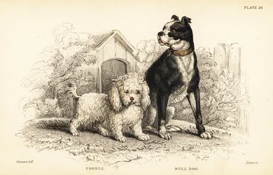 Puddel, vannhunden, og bulldog, den engelske hunden