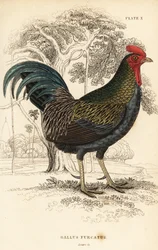 Rød jungelfugl, Gallus gallus javanicus