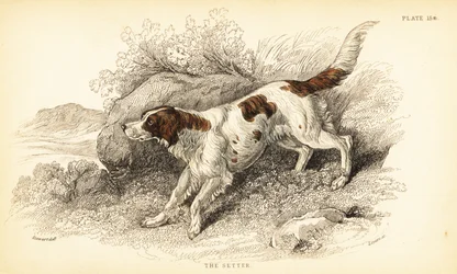 Setter, Canis lupus familiaris (Canis-indeks)