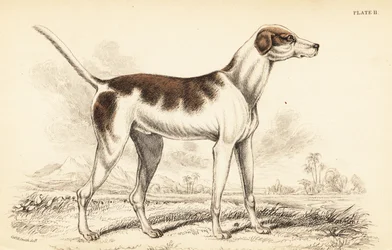Den orientalske hunden, Canis lupus familiaris