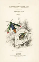 Tittelside med vignett av juvelbille, Chrysochroa fulminans og lappvinget diamantbille, Curculio splendens