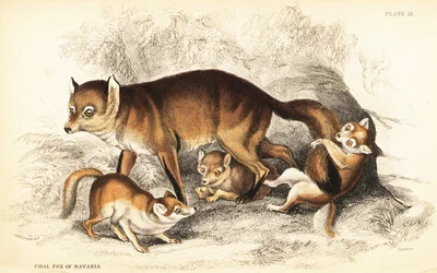 Variasjon av rødrev, Vulpes vulpes, med unger (Kullrev fra Bayern, Vulpes alopex)