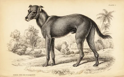 Villhund funnet i Den dominikanske republikk og Haiti, Canis lupus familiaris (vilthund av St.