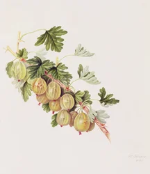 Grønn stikkelsbær, 1815