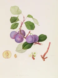 La Royale-plomme, 1815