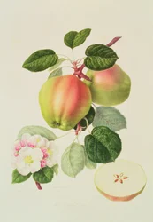 Den nederlandske Codlin, 1820