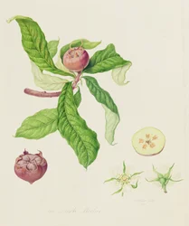 Den nederlandske medlaren, 1816