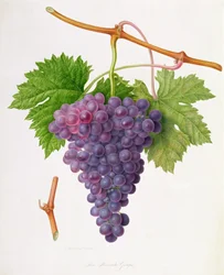 The Poonah Grape, 1820