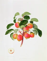 Det tartariske krabbeeplet, 1819