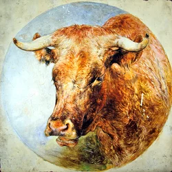 Leder for en Longhorn-ku