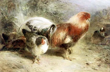 Fjærfe