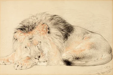 Studie av en løve, 1879 (kritt på papir)