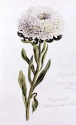 China Aster, malt ved Bayswater