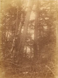 Uten tittel, fra porteføljen Skogen: Adirondack-skogen