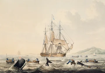 Whaling in South Seas, gravering av William John Huggins (1781-1845), 44x57 cm