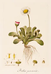 Bellis perennis, tusenfryd, ca. 1770-1790.