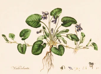 Søt fiolett, c1770-1790.