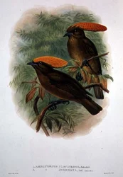 Amblyornis Flavifrons (farge litho)