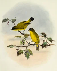 Golden-bellied white-eye (Zosterops uropygialis), gravering av William Matthew Hart (1830-1908), Storbritannia