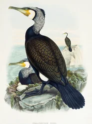 Storskarv (Phalacrocorax carbo), litografi fra Birds of Great Britain