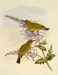 Gråstrupet hvitøye (Zosterops rendovae), gravering av William Matthew Hart (1830-1908), Storbritannia
