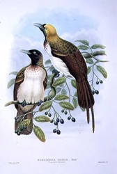 Paradisaea Guilielmi - Lesser Bird of Paradise (farge litho)
