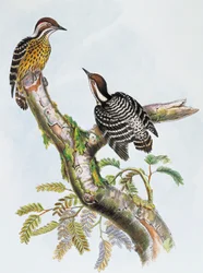 Philippine Pygmy Woodpecker (Dendrocopos maculatus), litografi av William Matthew Hart (1830-1908), Storbritannia