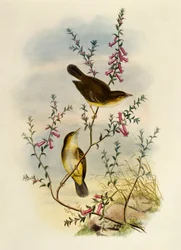 Hvitflekket fluesnapper (Pseudogerygone notata), gravering av William Matthew Hart (1830-1908), Storbritannia
