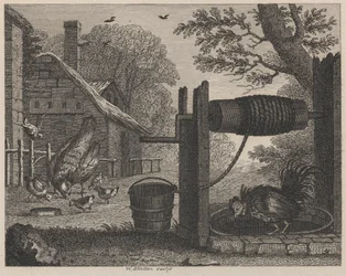 Den gamle høna og hanen