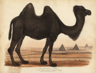 Bactrian kamel, Camelus bactrianus.