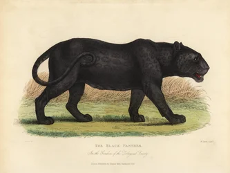 Svart panter, Panthera pardus eller Panthera onca.