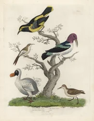 Svart og gul trekryper, brun og hvit trekryper, Certhia americana, Cayenne-trekryper, Dacnis cayana, dronte, Raphus cucullatus, og purre eller sandsnipe, Calidris alpina. Håndkolorert kobberstikk av en ukjent kunstner fra William Smellies Natural History