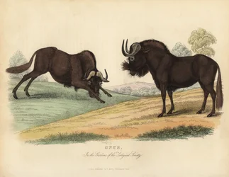 Svart gnu, Connochaetes gnou.