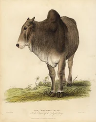 Brahma-rase av zebu storfe, Bos taurus indicus.