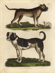 Hunderaser, Canis lupus familiaris.